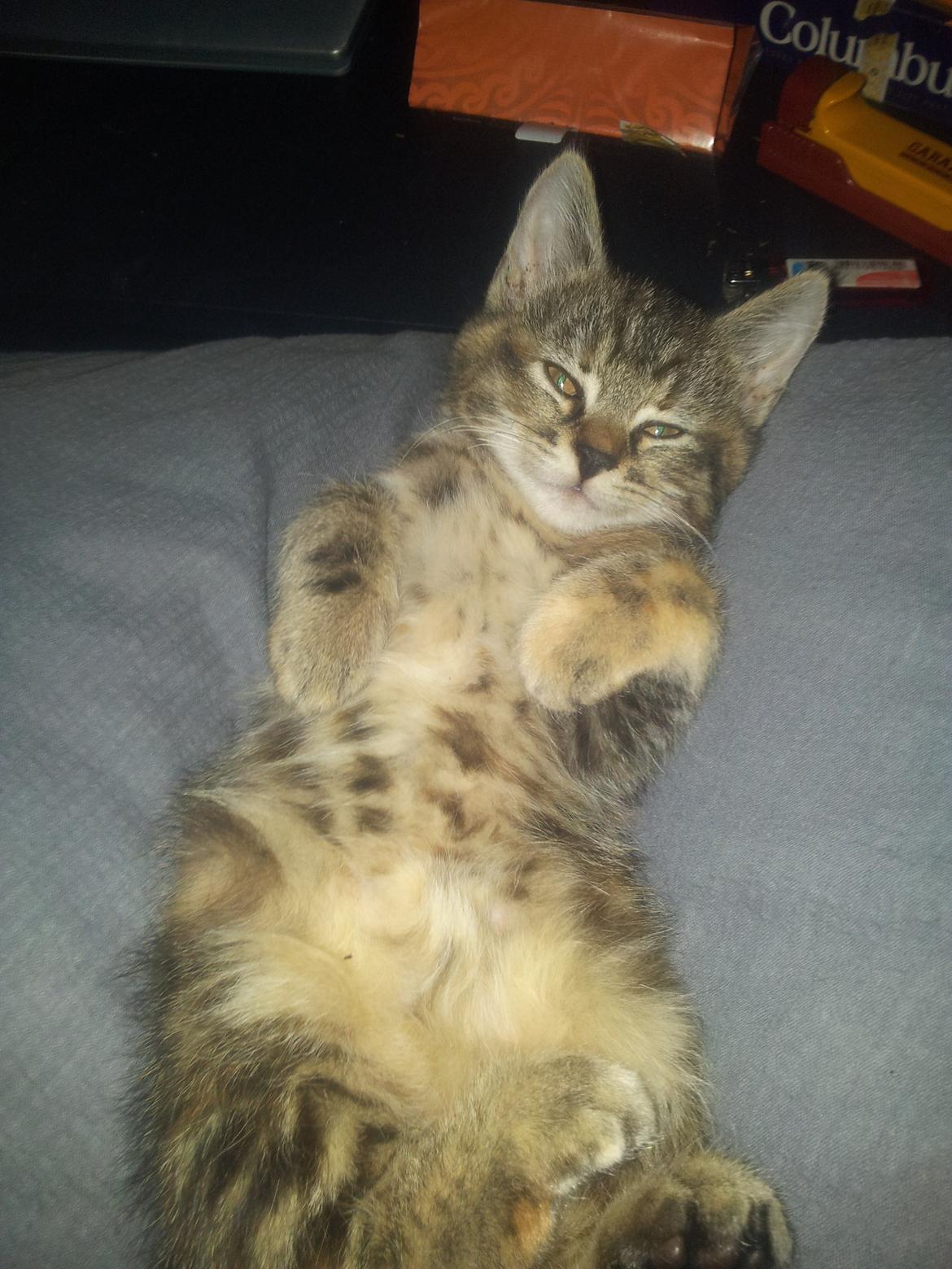 Blanding af racer Lady billede 1