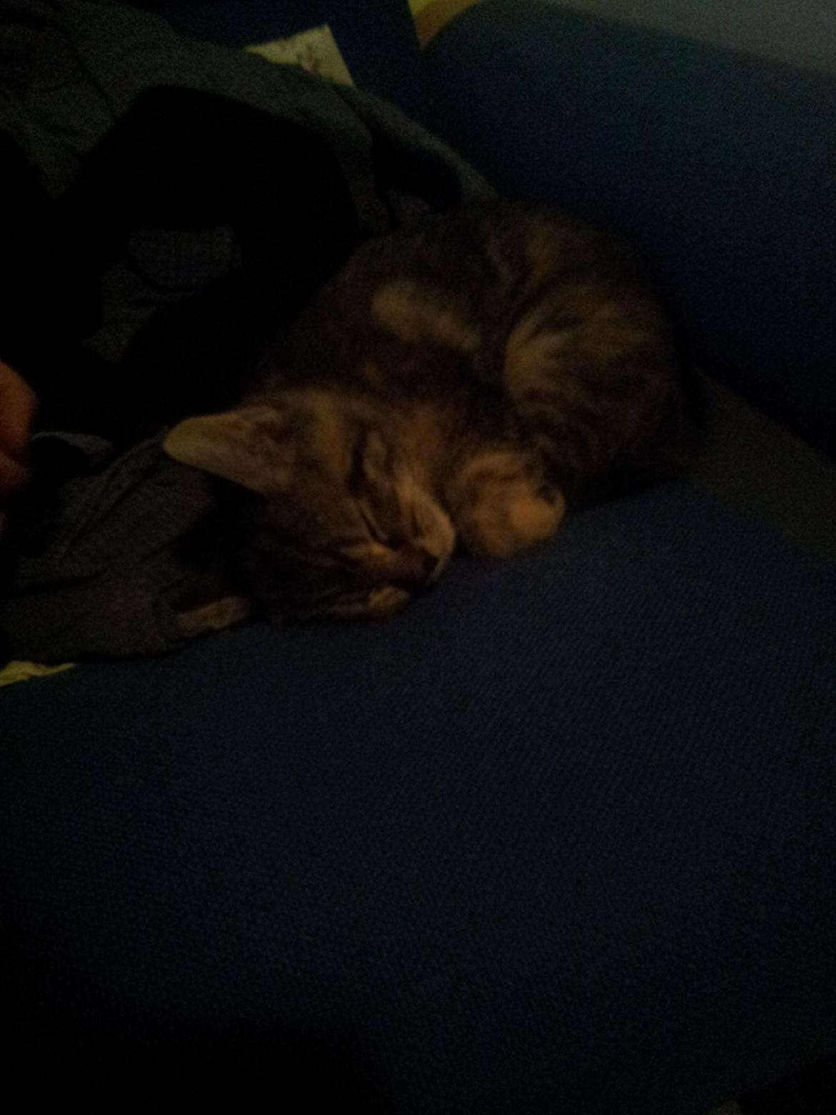 Blanding af racer Lady billede 2