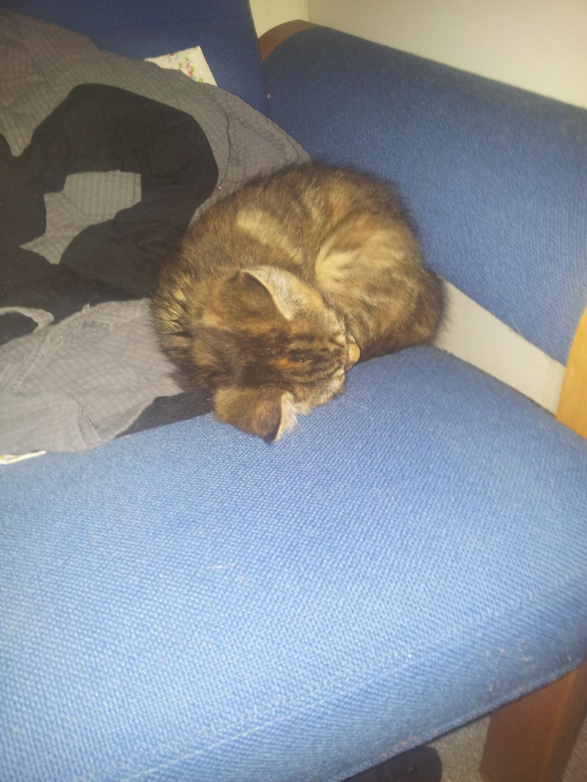 Blanding af racer Lady billede 3