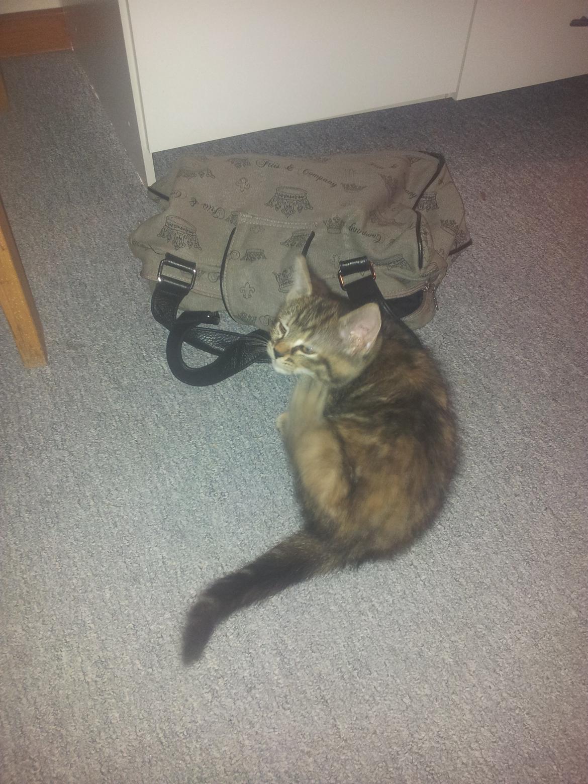 Blanding af racer Lady billede 4