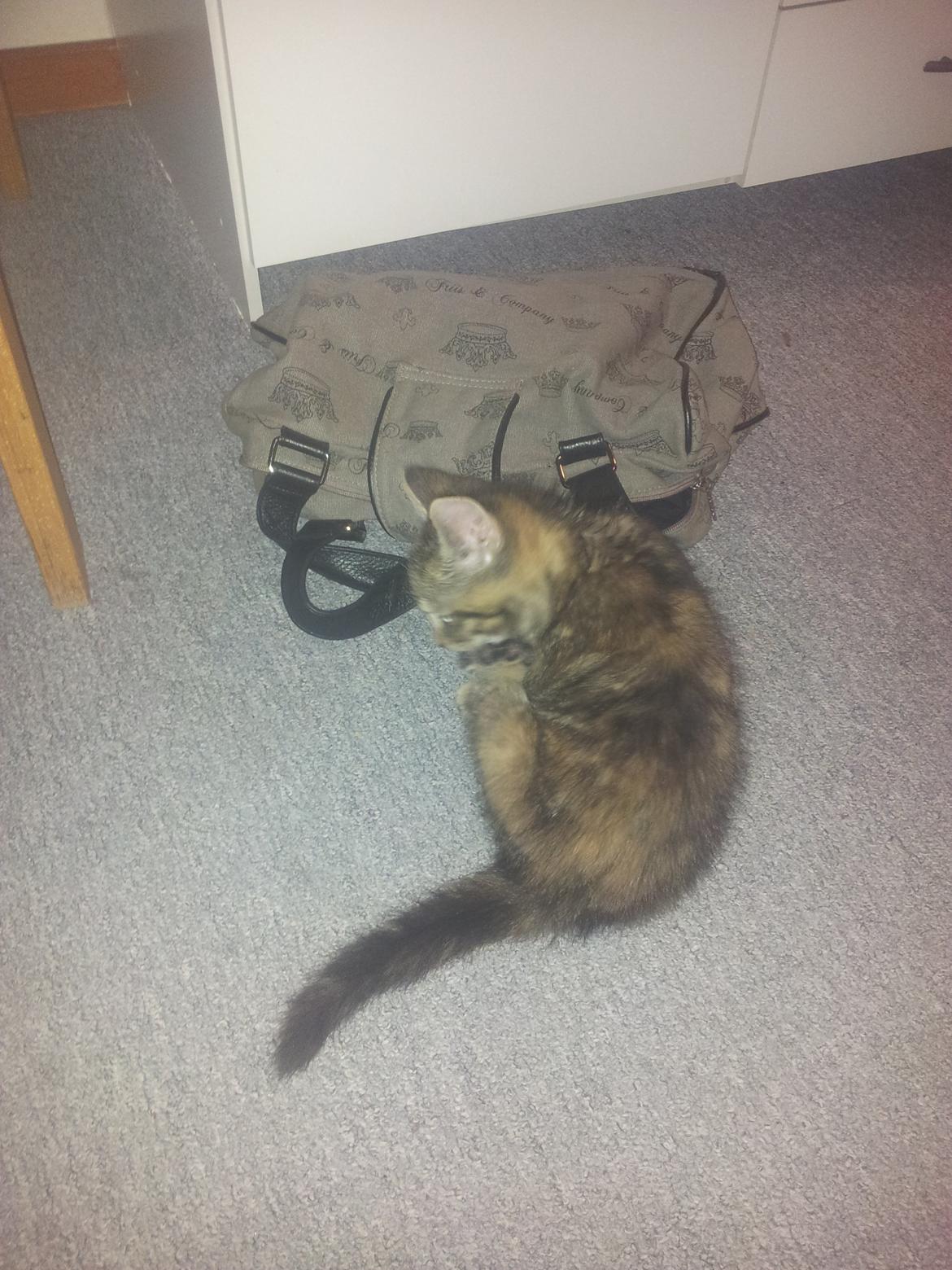 Blanding af racer Lady billede 5