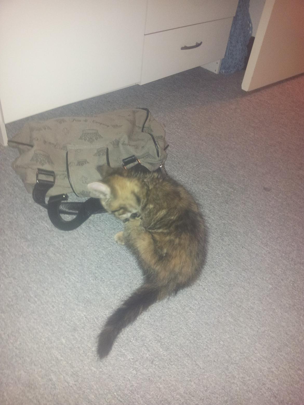 Blanding af racer Lady billede 6