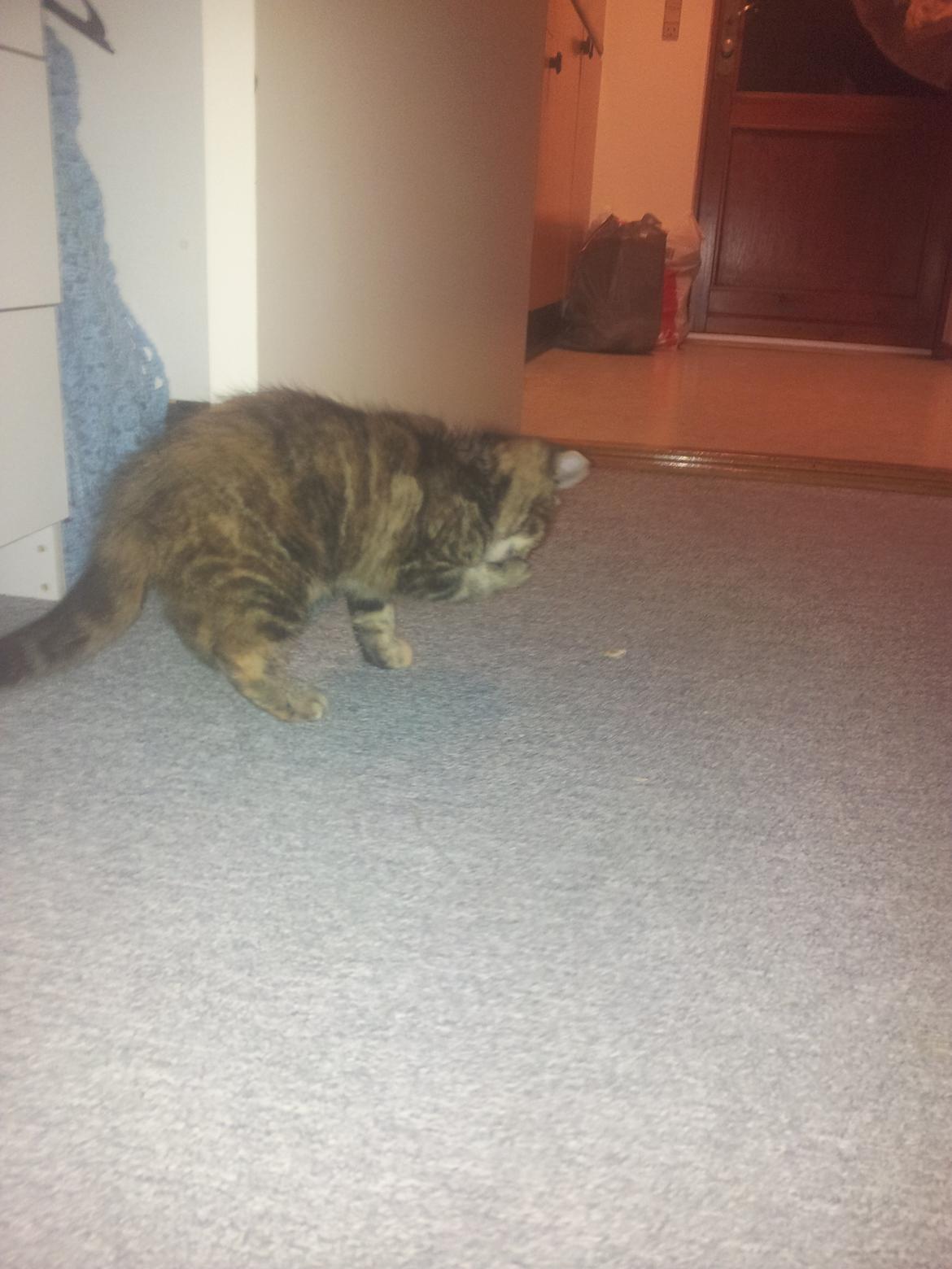 Blanding af racer Lady billede 7