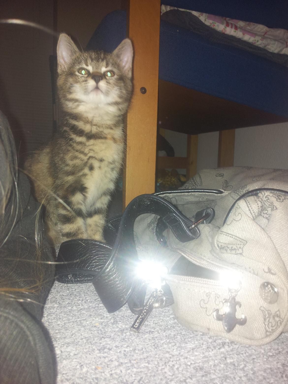 Blanding af racer Lady billede 8