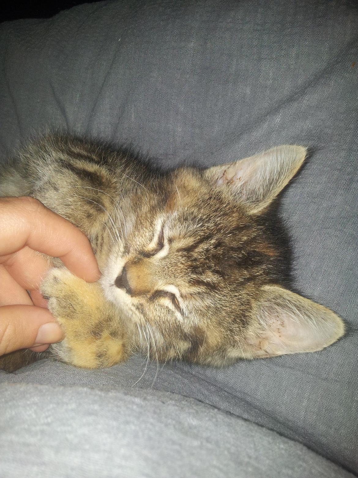 Blanding af racer Lady billede 9