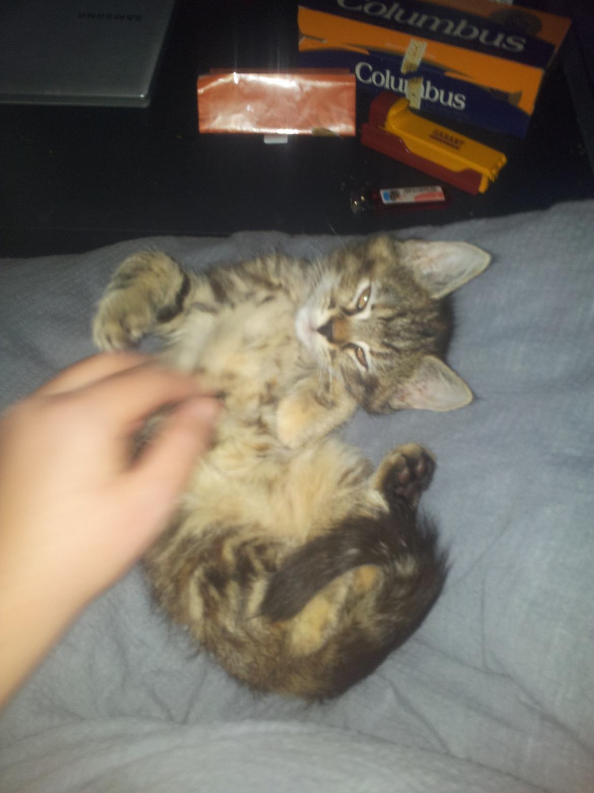 Blanding af racer Lady billede 10