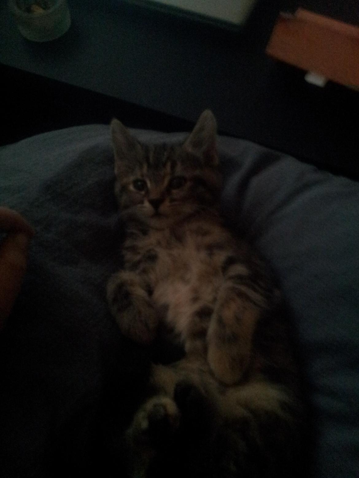 Blanding af racer Lady billede 11