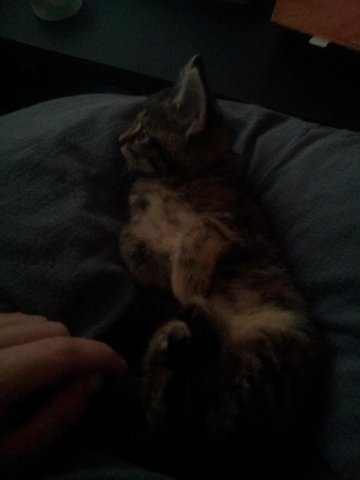 Blanding af racer Lady billede 12