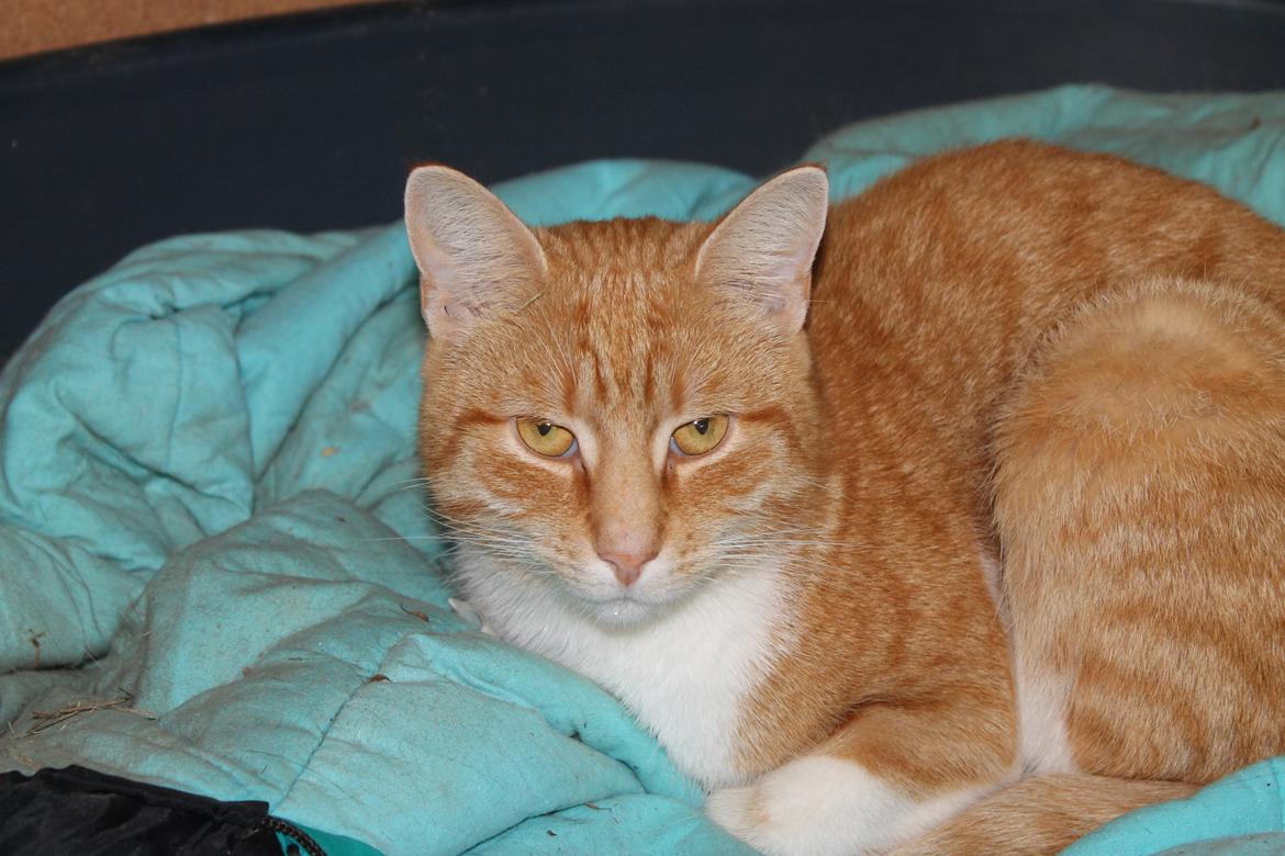 Huskat Diego billede 1