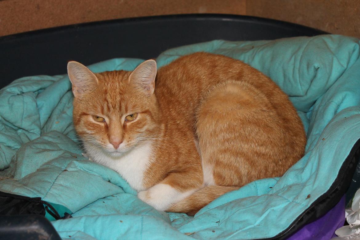 Huskat Diego billede 2