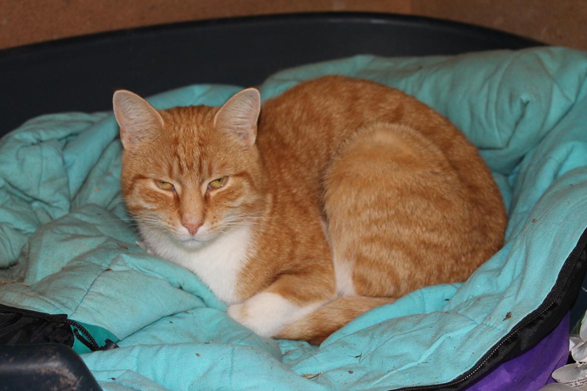 Huskat Diego billede 3