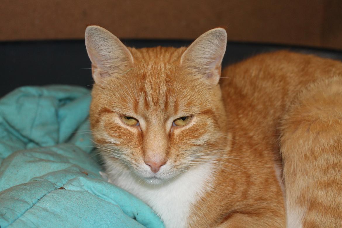 Huskat Diego billede 4