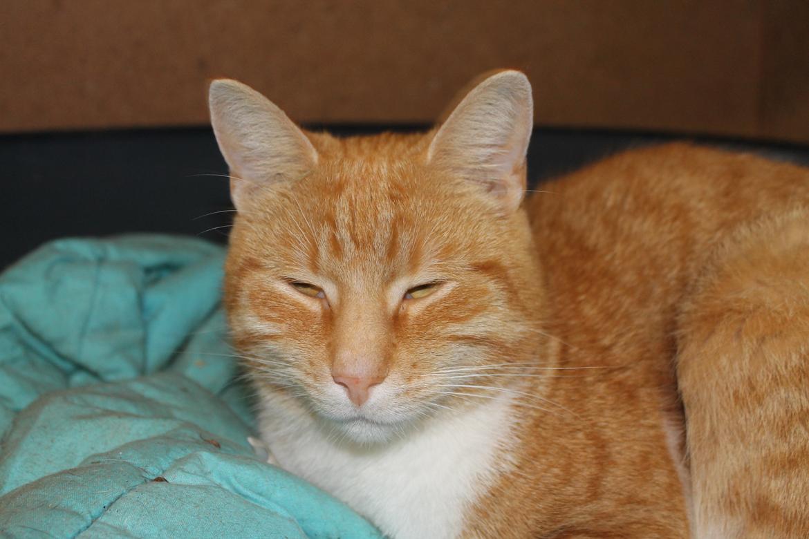 Huskat Diego billede 5