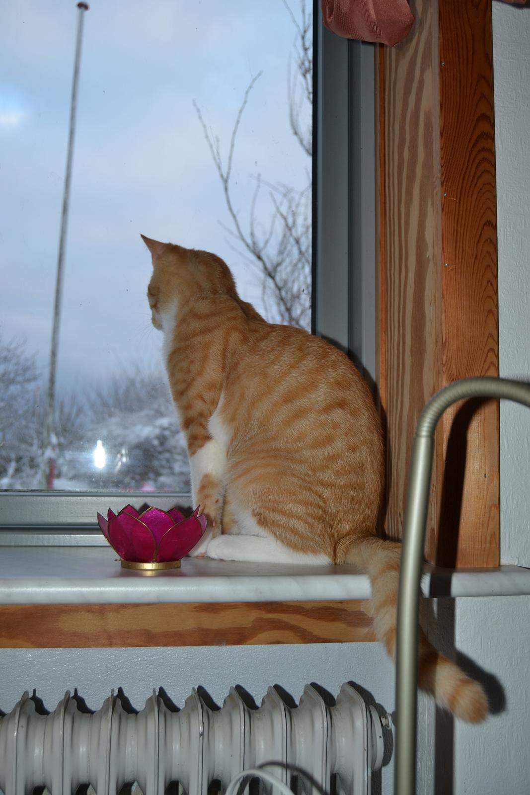 Huskat Diego billede 6