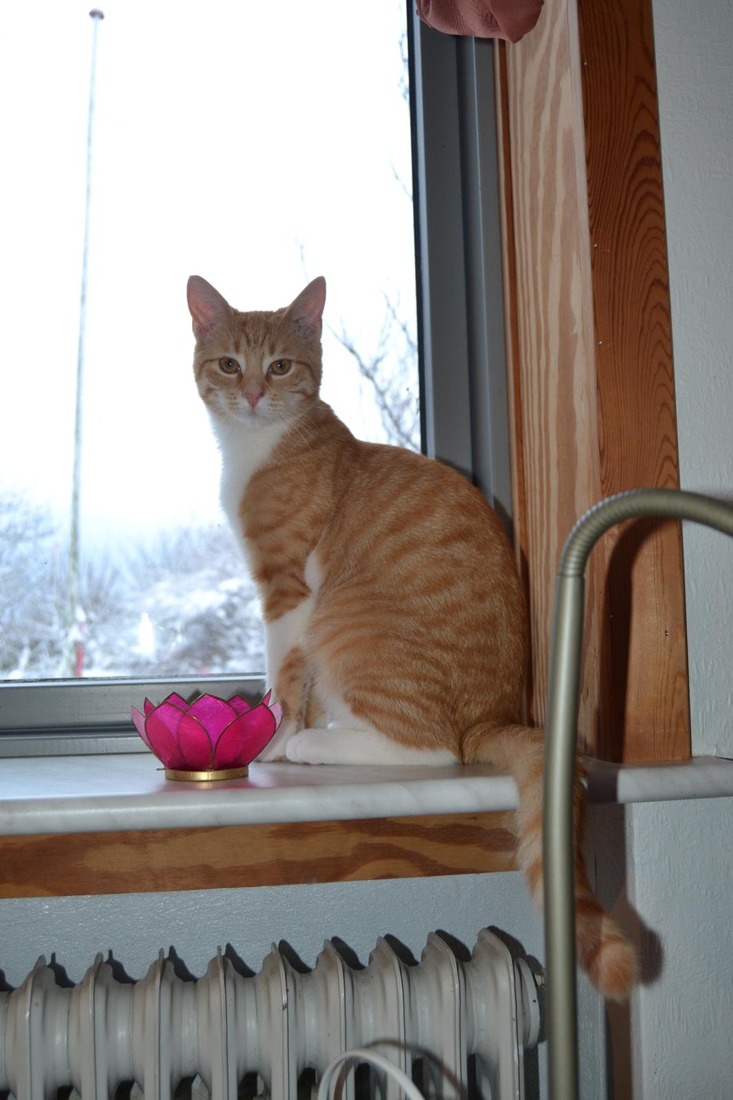 Huskat Diego billede 7