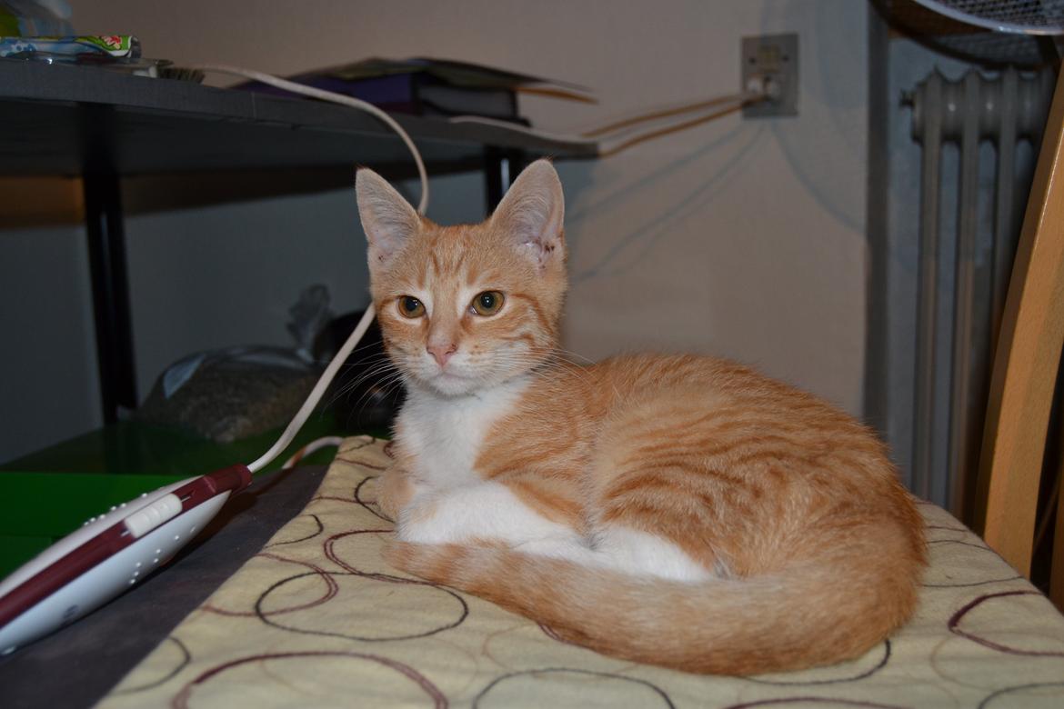 Huskat Diego billede 8