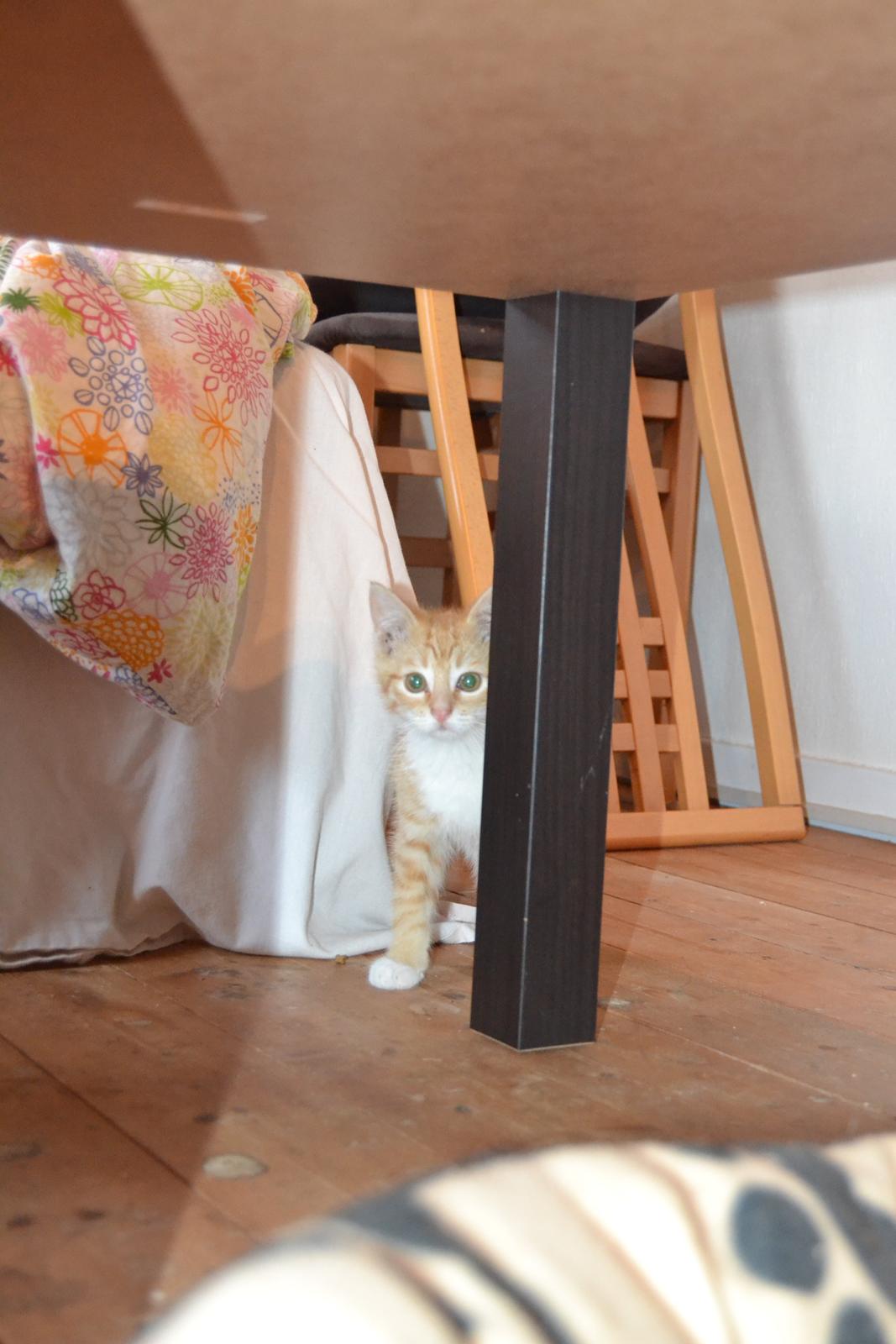 Huskat Diego billede 9