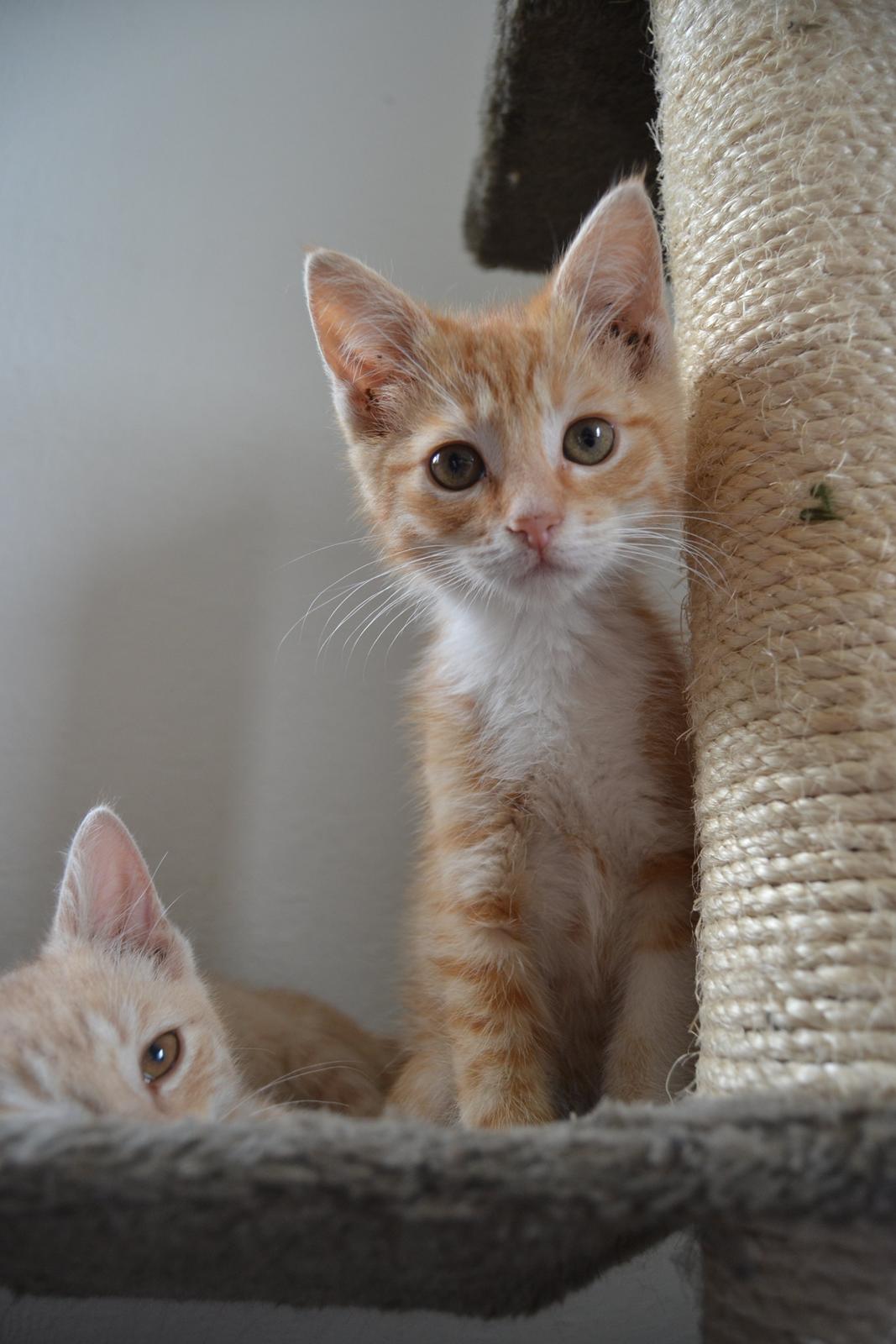 Huskat Diego billede 11