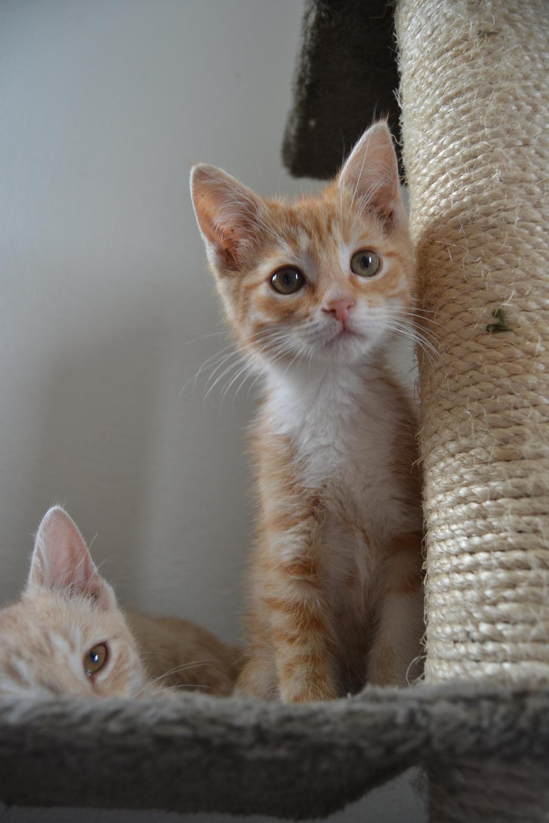 Huskat Diego billede 12