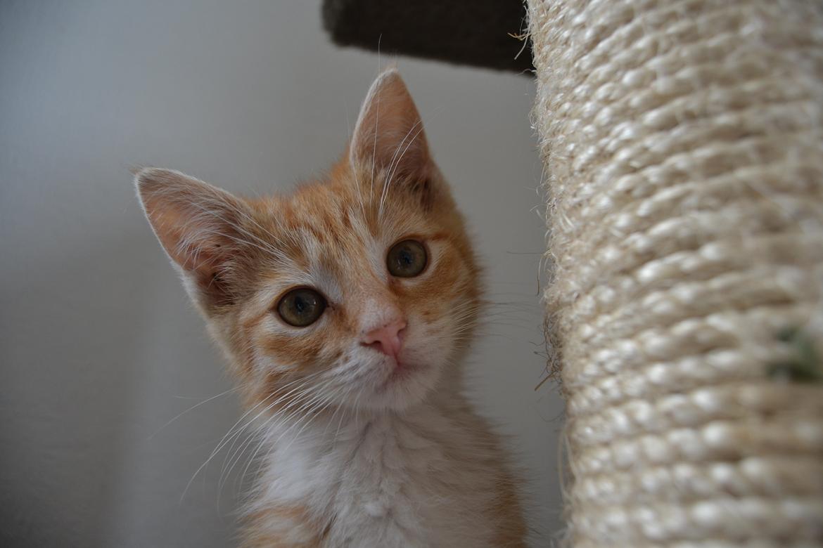 Huskat Diego billede 13