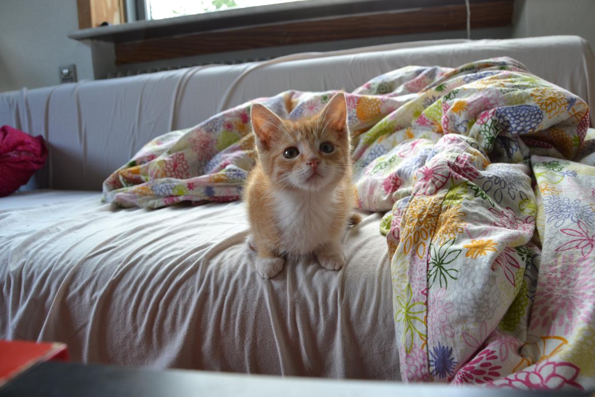 Huskat Diego billede 14