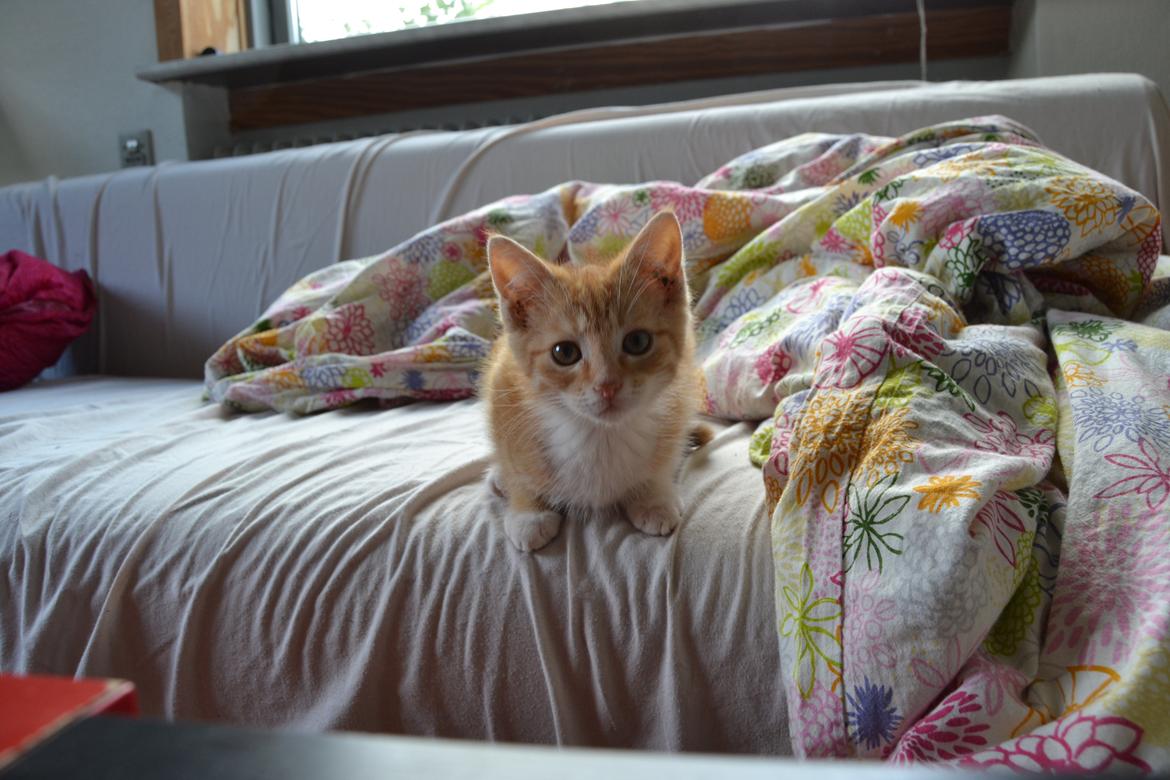 Huskat Diego billede 15