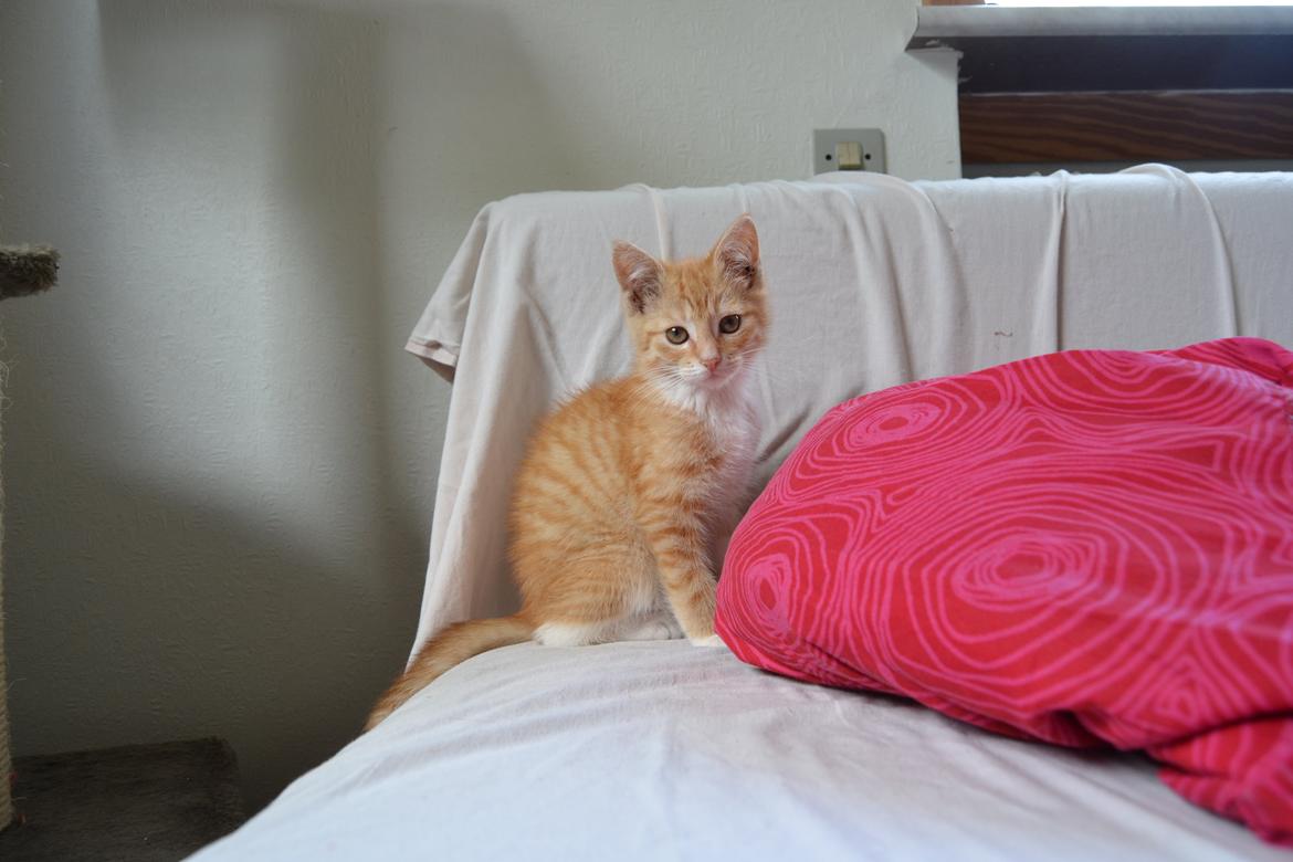 Huskat Diego billede 16