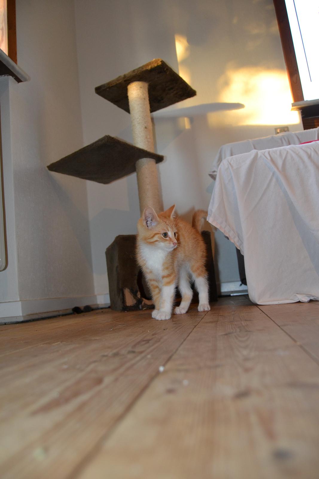 Huskat Diego billede 17