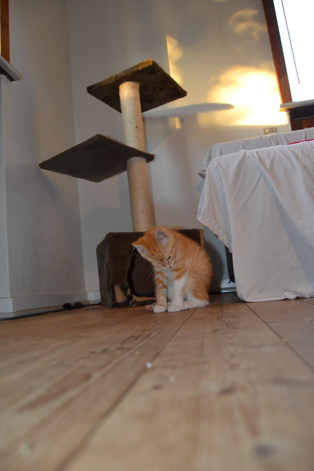 Huskat Diego billede 18