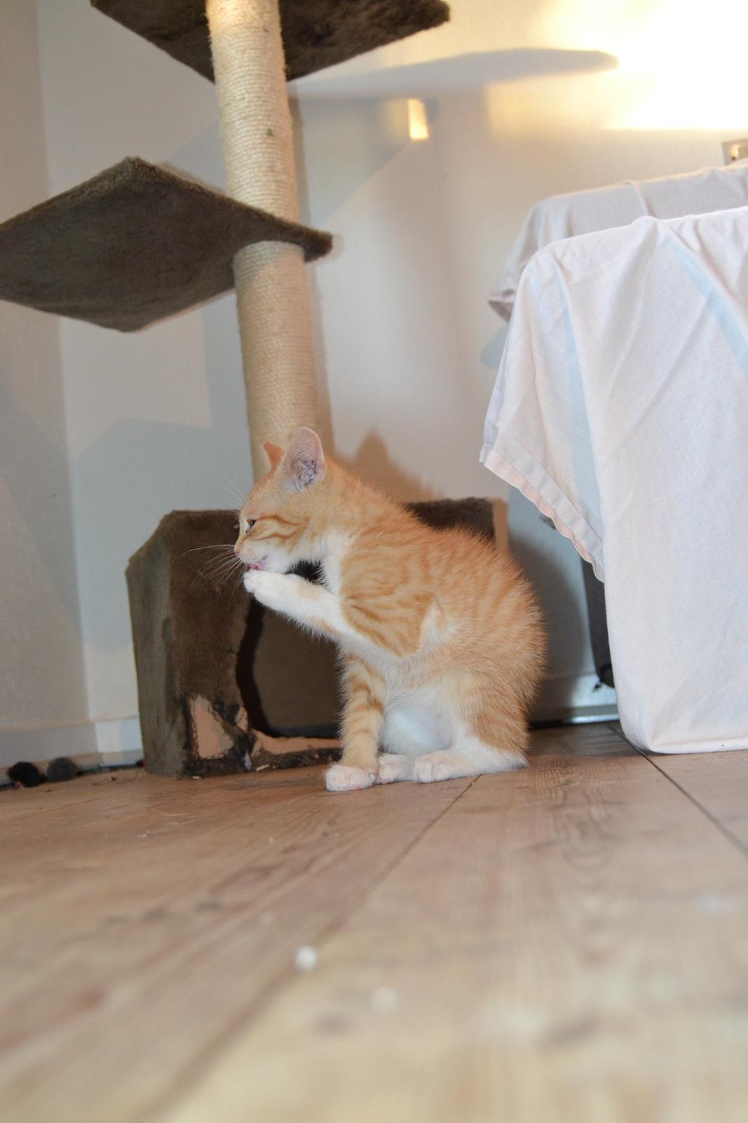 Huskat Diego billede 19