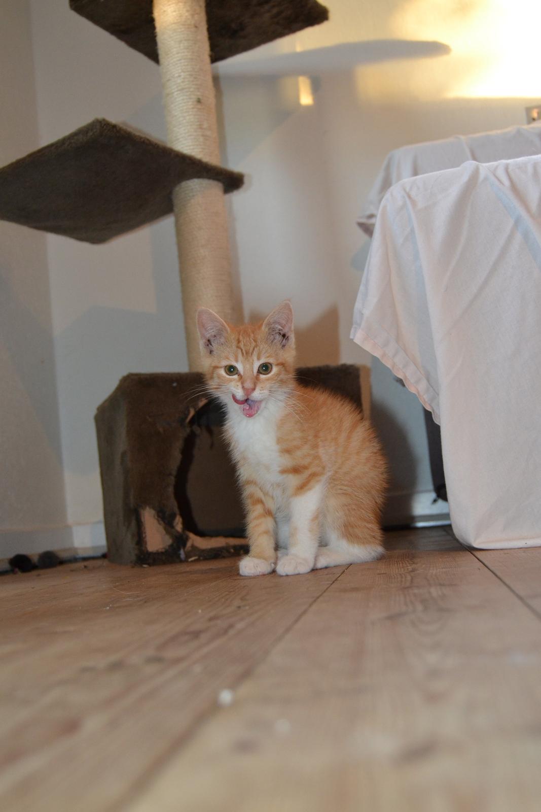 Huskat Diego billede 20