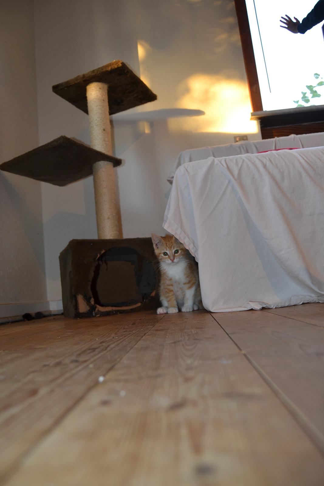 Huskat Diego billede 21