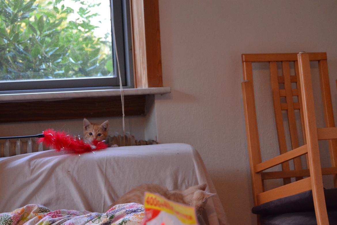 Huskat Diego billede 22