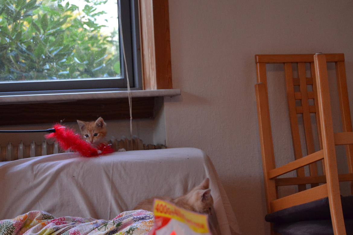 Huskat Diego billede 23