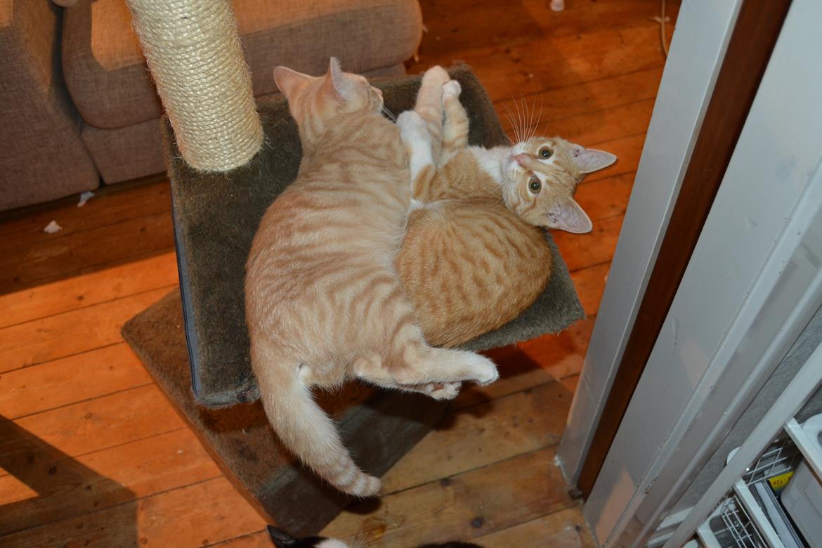 Huskat Diego billede 24