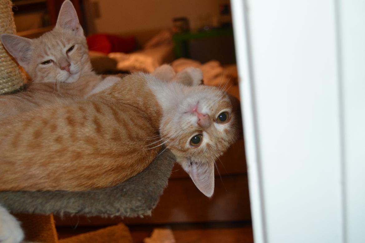 Huskat Diego billede 25