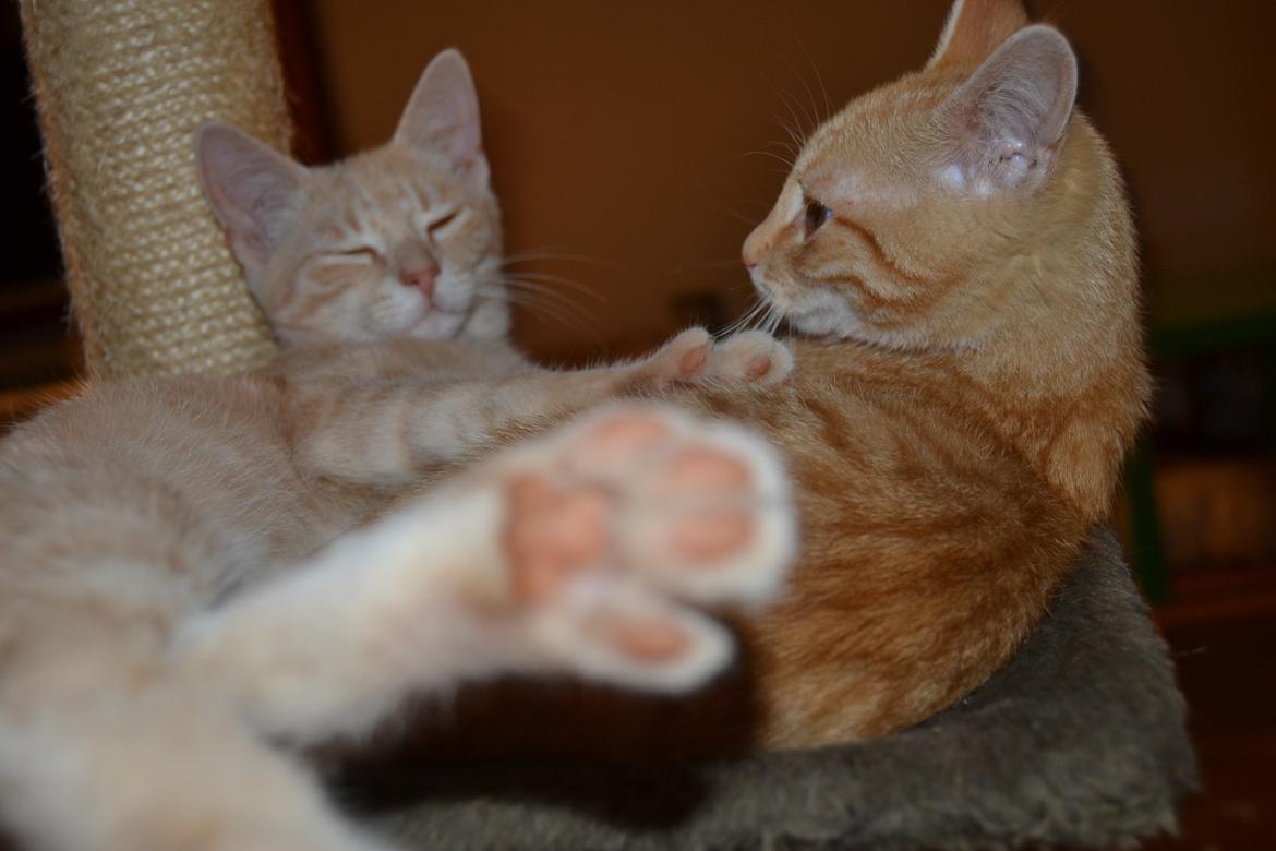 Huskat Diego billede 26