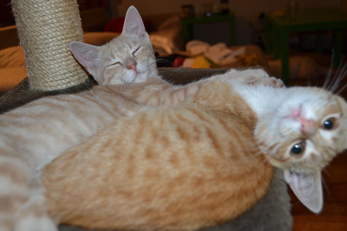 Huskat Diego billede 27