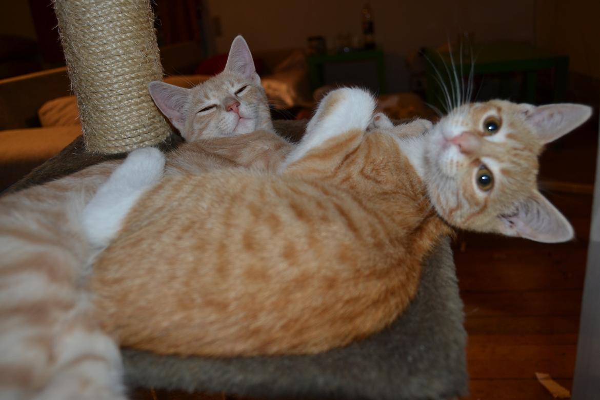 Huskat Diego billede 28