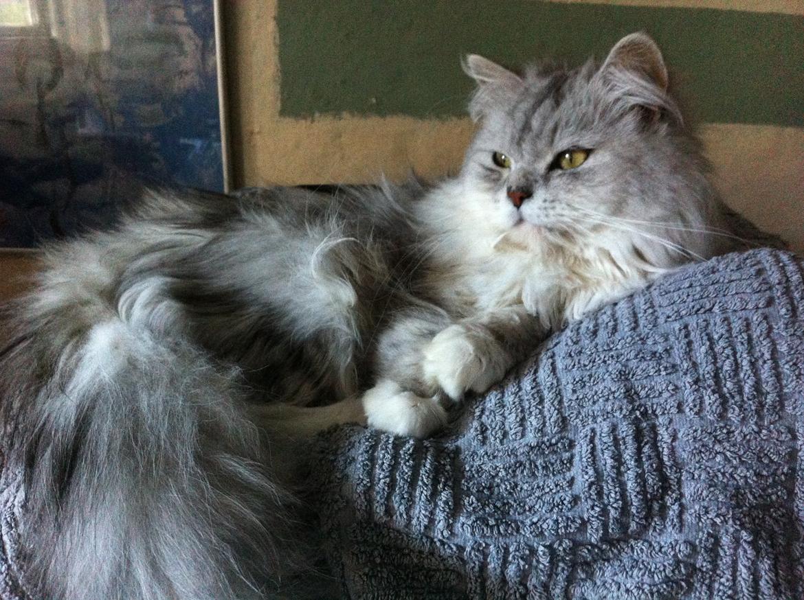 Blanding af racer Tozze -Tarzan - Afslapning ovenover vaskemaskinen.. billede 12