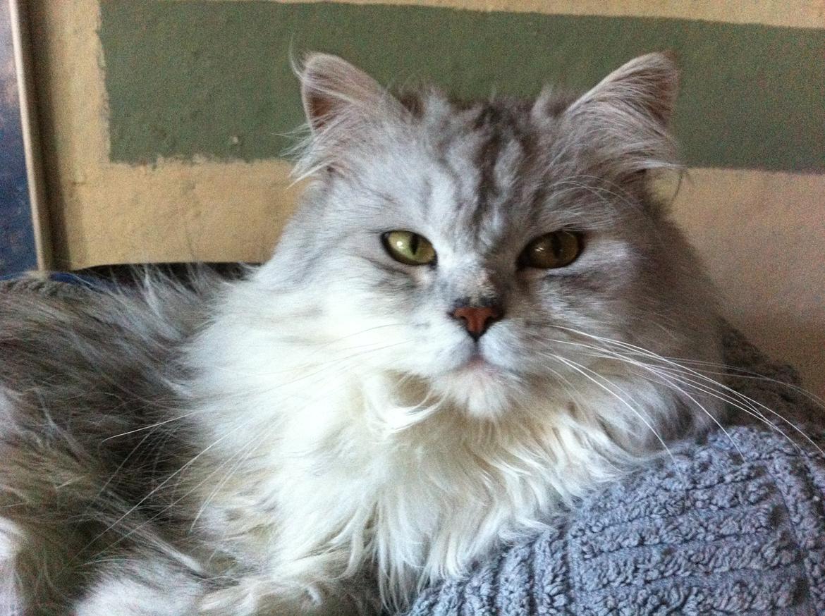 Blanding af racer Tozze -Tarzan billede 13