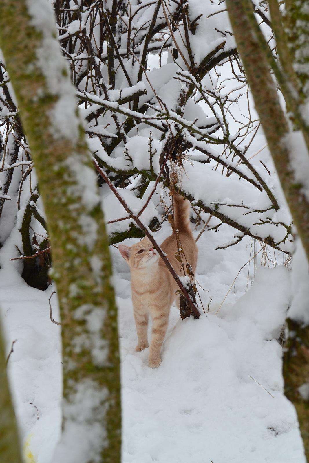 Huskat Cornelius billede 1