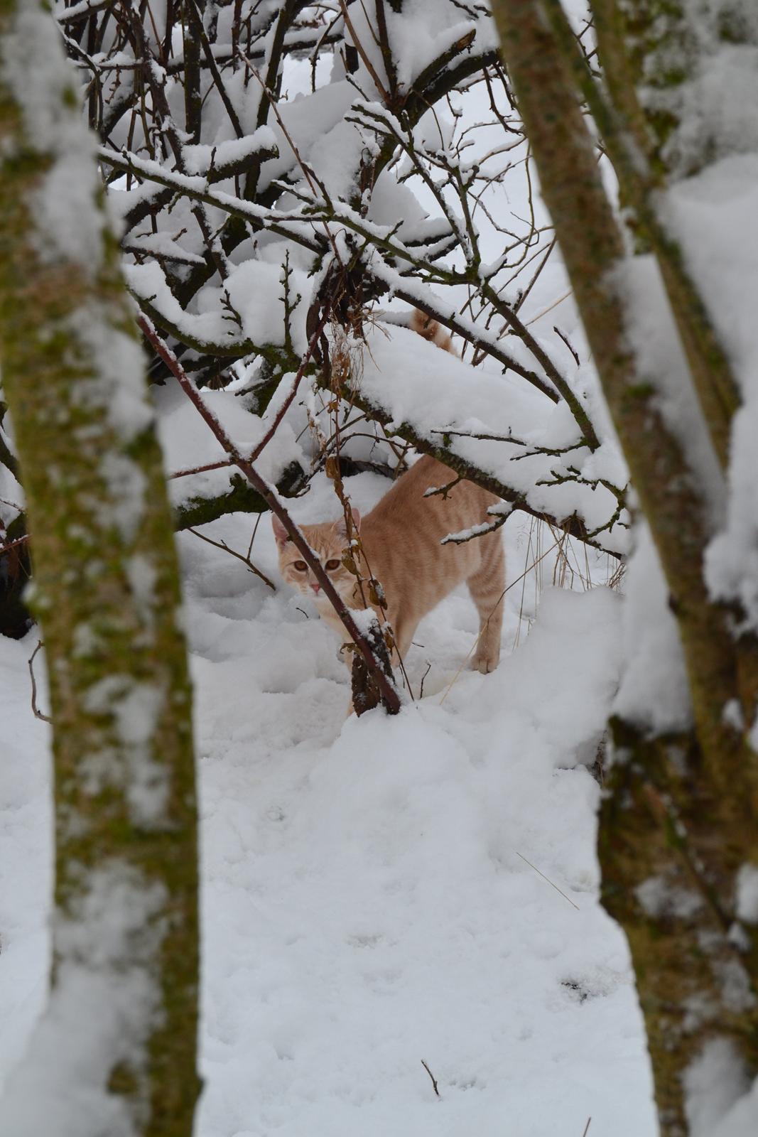 Huskat Cornelius billede 2