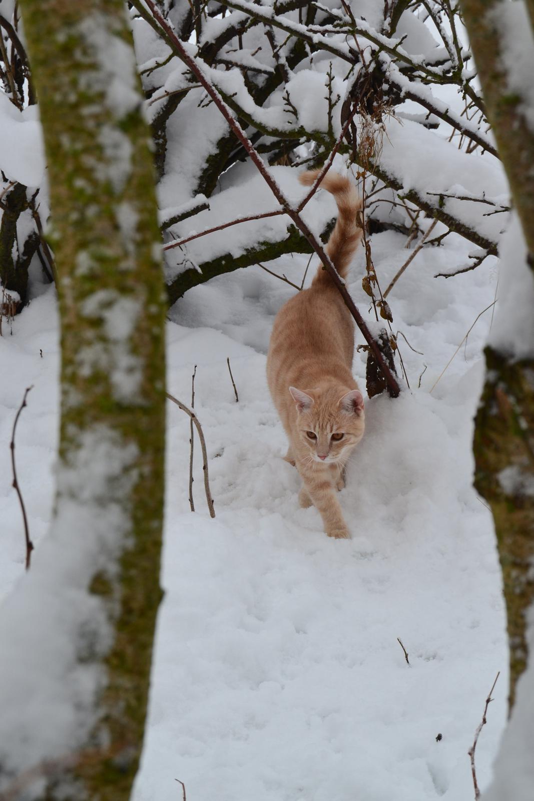 Huskat Cornelius billede 3