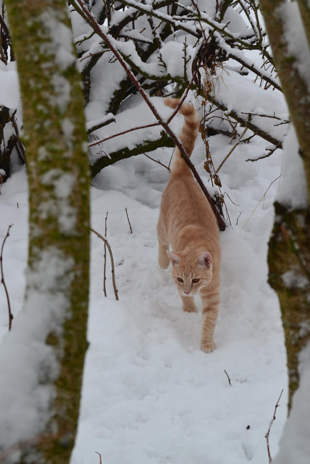 Huskat Cornelius billede 4