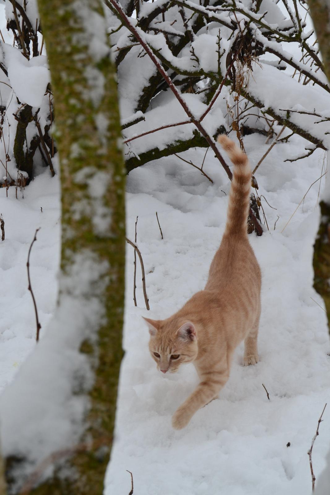 Huskat Cornelius billede 5