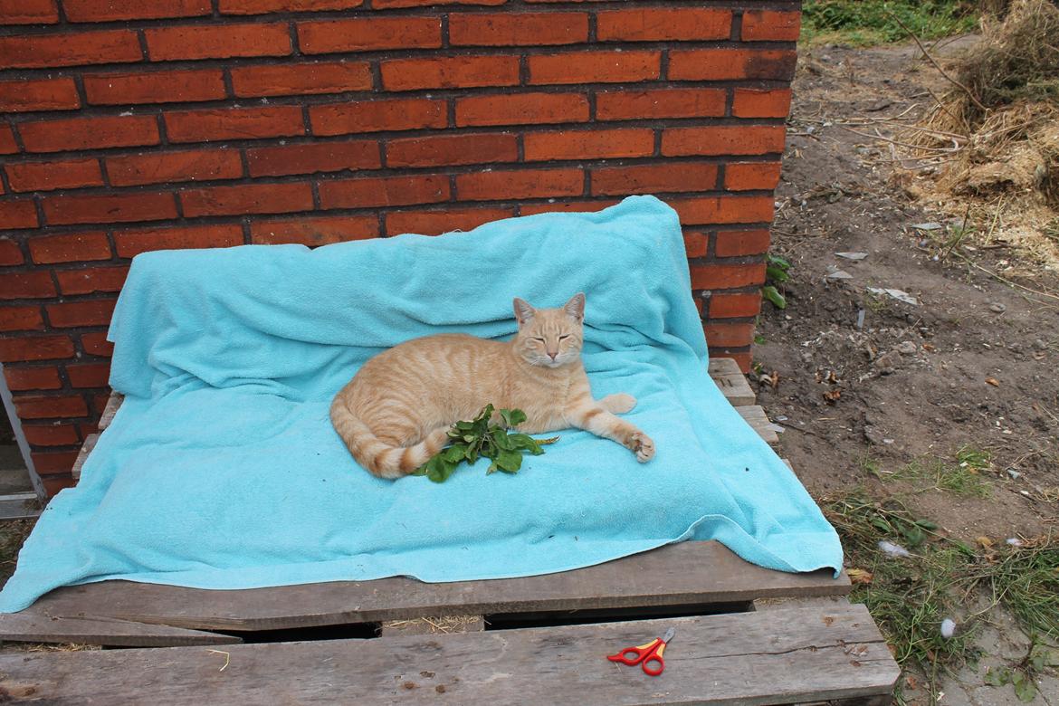 Huskat Cornelius billede 6