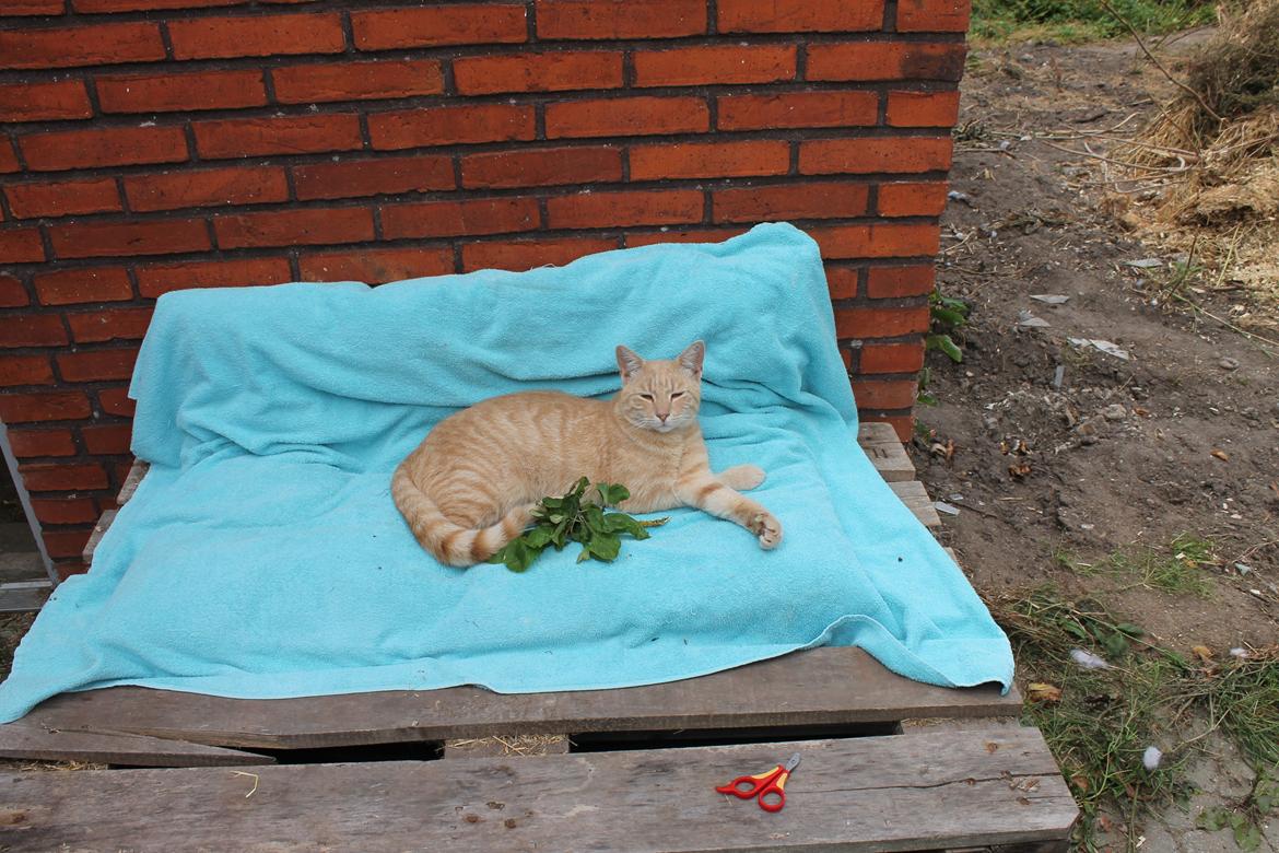 Huskat Cornelius billede 7