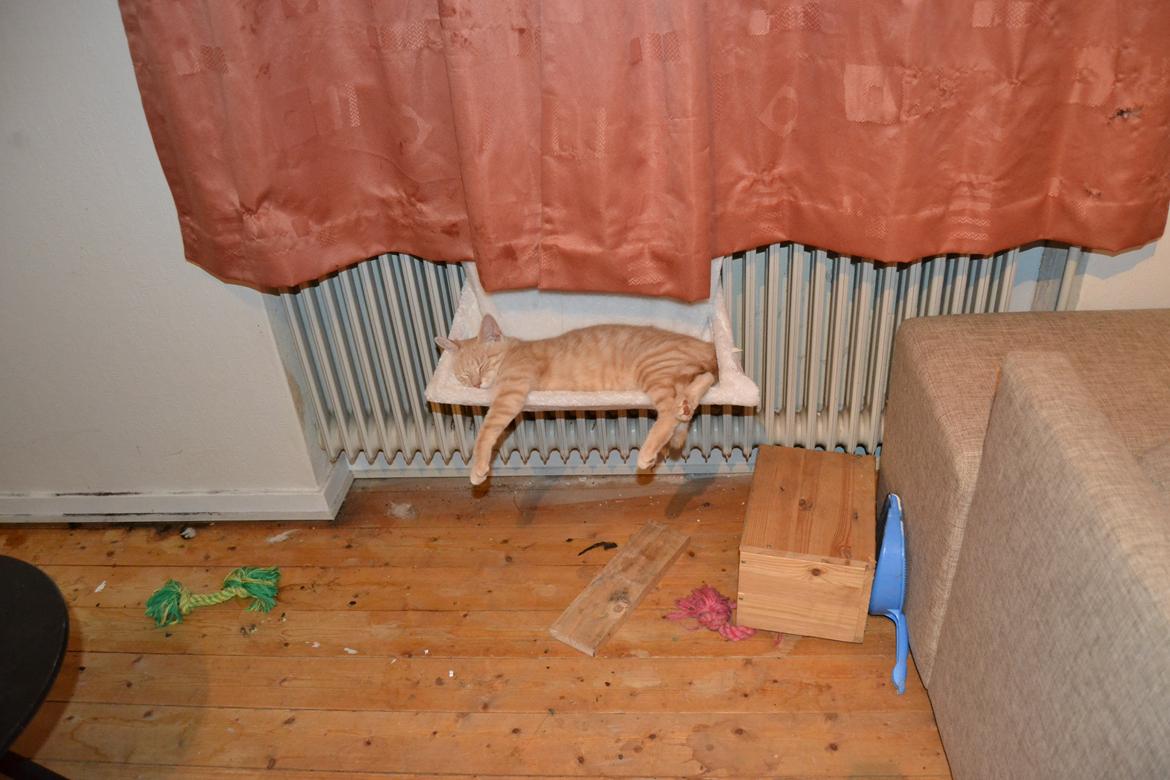 Huskat Cornelius billede 8