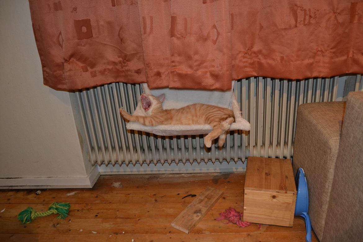 Huskat Cornelius billede 9